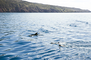 Image showing Swimming with the dolphins, Pico island, Azores