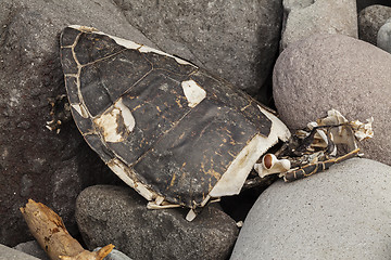 Image showing Big dead turtle Skeleton lying on seashore