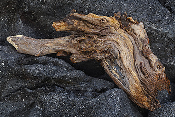 Image showing Piece of an old tree trunk on a black rock