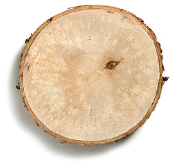 Image showing Cross section of tree trunk 