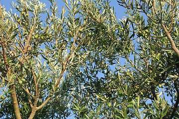 Image showing Plantation of olive trees olive branchs