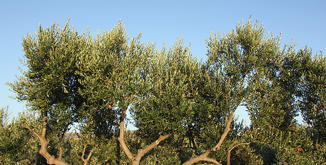 Image showing Plantation of olive trees olive branchs