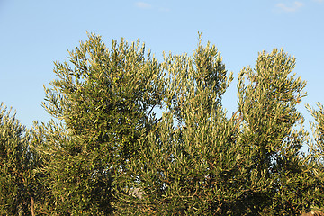 Image showing Plantation of olive trees olive branchs