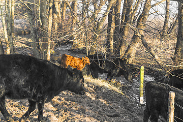 Image showing Cattle in a forest drinking of a small river