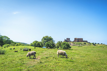 Image showing Sheep grazing on a green meadow in the summer