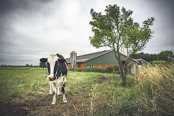 Image showing Cow standing on a field near a barn