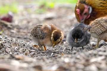 Image showing Chickens looking for food in a farm yard