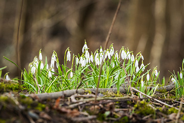 Image showing Snowdrop flowers blooming in a forest