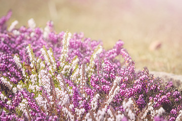 Image showing Heather blooming in the spring on a sunny day