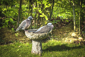 Image showing Pigeon couple sitting on a birdbath