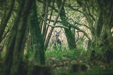 Image showing Deer looking back in a forest clearing