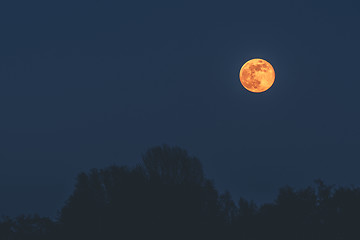 Image showing Golden moon in the dark night hanging over tree