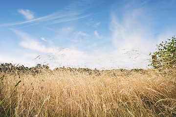 Image showing Tall dry grass in the summer under a blue sky