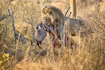 Image showing Male lion eating a zebra after hunt