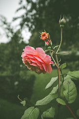 Image showing Pink rose in a green garden on a cloudy day