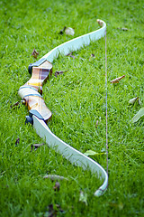 Image showing Sports bow in green grass in the fall