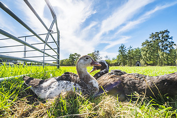 Image showing Ducks relaxing in the sun on green grass in the summer