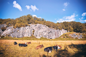 Image showing Cattle relaxing on a dry field