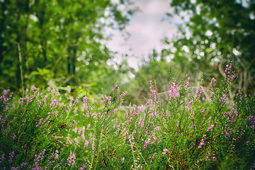 Image showing Wild heather in a green forest in the summer