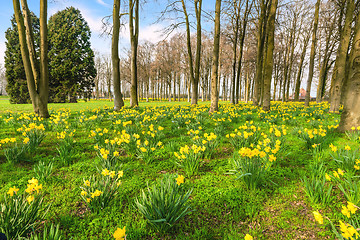 Image showing Park filled with yellow daffodils in the spring