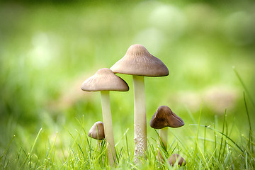 Image showing Mushrooms on a green lawn in the late summer