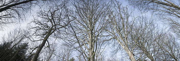 Image showing Tall trees in a panorama scene