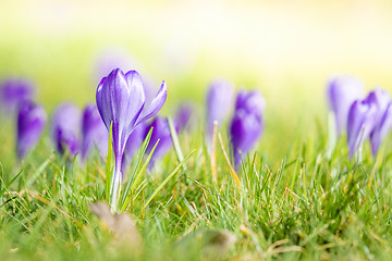 Image showing Violet crocus flowers blooming on a meadow