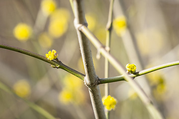 Image showing Tree blooming in the spring with yellow sprouts