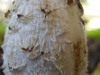 Image showing fungus