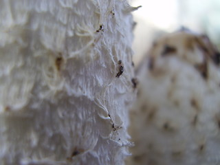 Image showing fungus