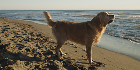 Image showing Dog On The Beach