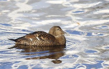 Image showing Eider