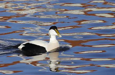 Image showing Eider