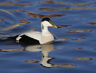 Image showing Eider