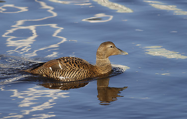 Image showing Eider