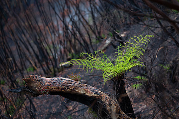 Image showing A tree fern flourishes after bush ires in Australia