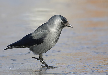 Image showing Jackdaw