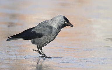 Image showing jackdaw