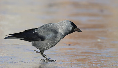 Image showing Jackdaw