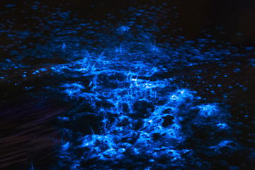 Image showing Bioluminescence sea sparkle in ocean tide