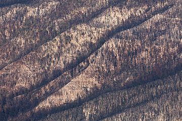 Image showing The undressing of the mountain laid bare by bush fire