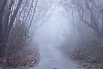 Image showing Foggy morning in the Blue Mountains