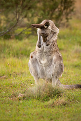 Image showing Kangaroo having a tummy scratch