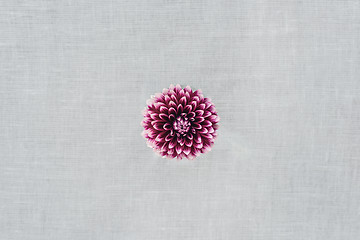 Image showing Purple dahlia flower on canvas background