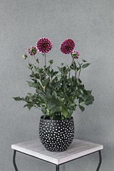 Image showing Purple dahlia flowers in polka dot pot