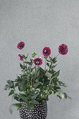 Image showing Purple dahlia flowers in a flowerpot