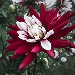 Image showing Blooming red and white dahlia