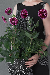 Image showing Woman with purple dahlia flowers