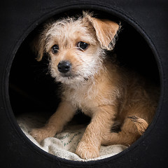 Image showing Puppy in a dark box