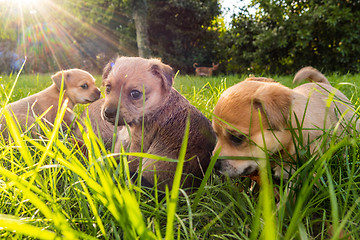 Image showing Puppies playing in the grass